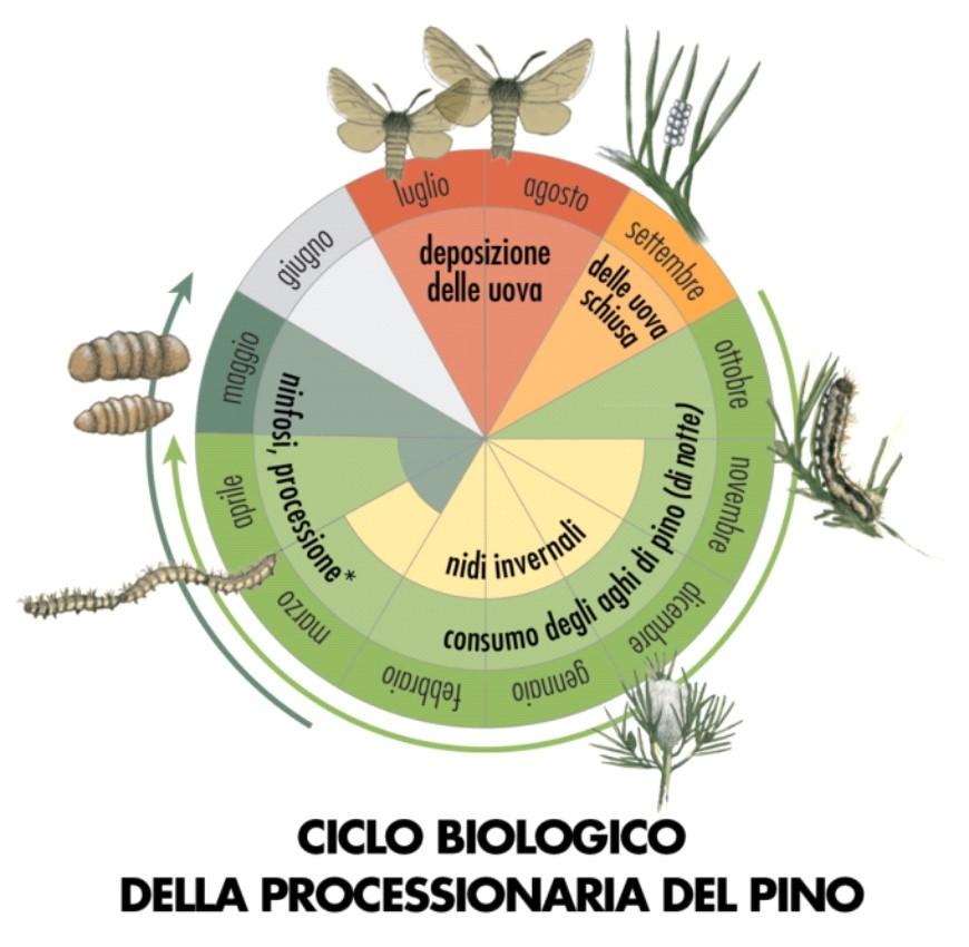 descrizione immagine